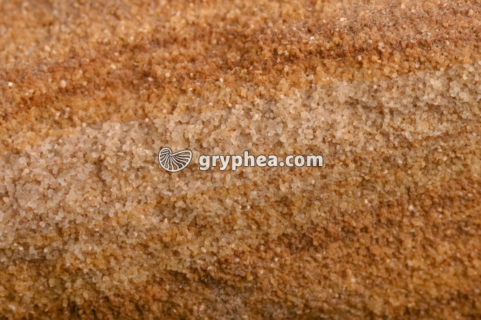 Grès - vue macroscopique montrant les grains de quartz constitutifs - gryphea.org